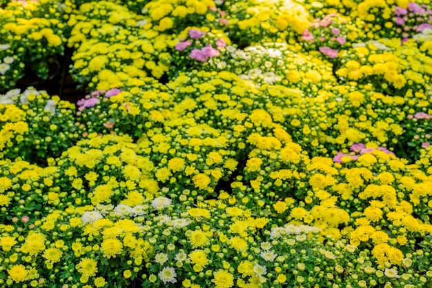 Photo chrysanthemums, sometimes called mums or chrysanths