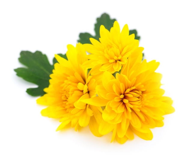 Chrysanthemums on white