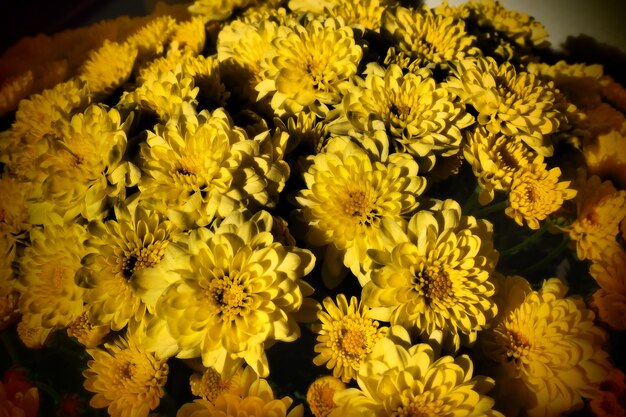 Chrysanthemums of yellow color in a bouquet Closeup Greeting card for wedding or birthday Autumn flowers from the family Asteraceae or Dendranthema Blurred soft focus Black vignette