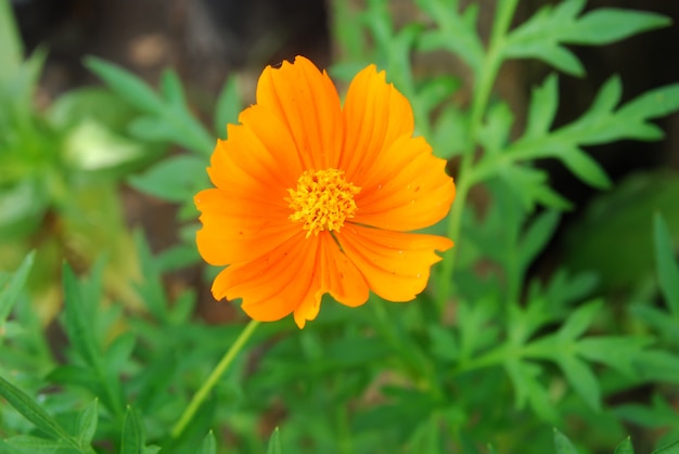 Chrysanthoms bloeien in de tuin