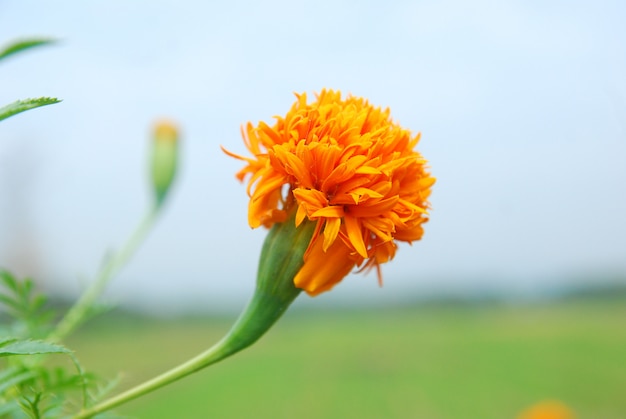 写真 庭に菊が咲く