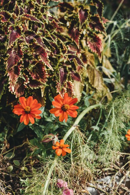 Chrysogonum peruvianum in de Alpen