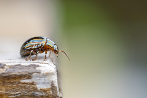 Chrysolina зеленый металлический жук насекомое