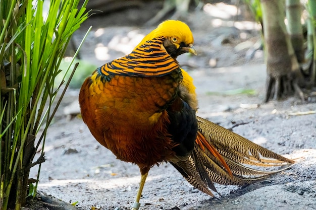 Chrysolophus pictus golden pheasant beautiful bird with very colorful plumage golds blues greens mexico