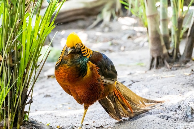 Chrysolophus pictus golden pheasant beautiful bird with very colorful plumage golds blues greens mexico