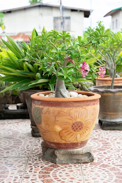 Chuanchom is the lucky tree of faith. Beautiful flowers in pot. Gardening decorative object.