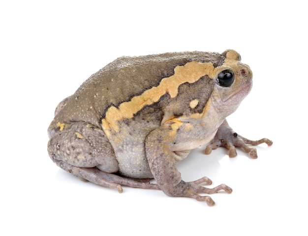 Chubby frog on white wall