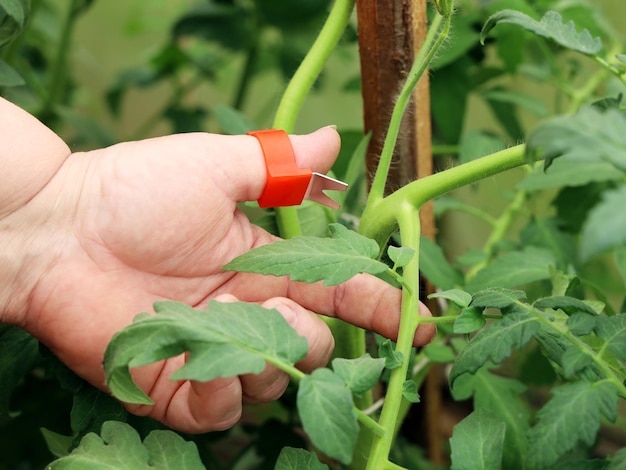 통통한 핸드 홀드 커터는 성장을 방해하는 토마토 식물의 과도한 가지를 제거합니다.