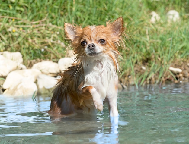 강에 chuhuahua 신