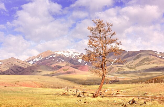 Chui Valley in the Altai Mountains A tree by the fence in the spring steppe