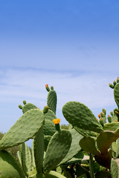 Photo chumbera nopal cactus plant typical mediterranean