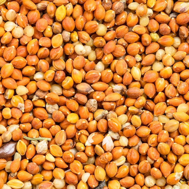 Chumiza siberian millet seeds close up