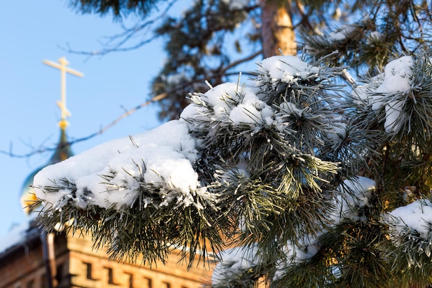 Photo church in the background, the foreground branches of spruce