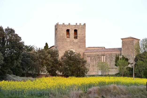 A church with a yellow field of flowers in front of it