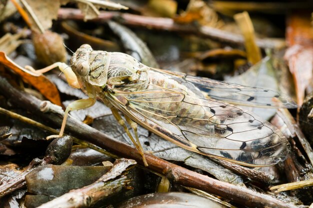 Cicada Insect