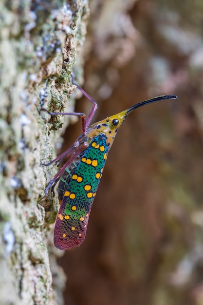 Cicada or Lanternfly ( Saiva gemmata )