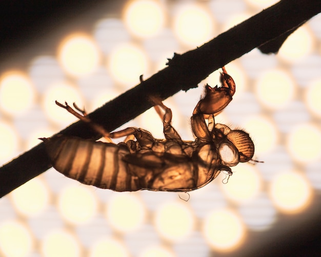 写真 枝に蝉の脱皮