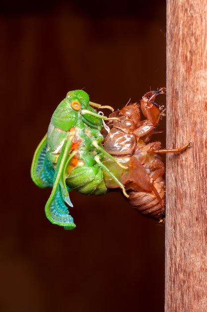 Photo cicada molting exuviae emerging