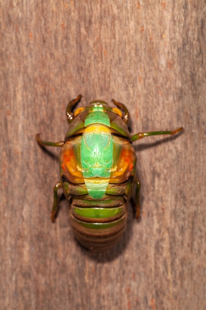 Photo cicada molting exuviae emerging