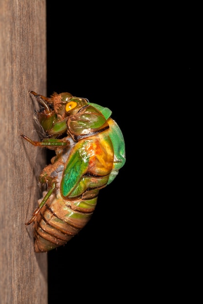 Photo cicada molting exuviae emerging