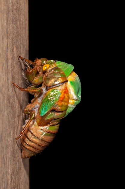 Photo cicada molting exuviae emerging