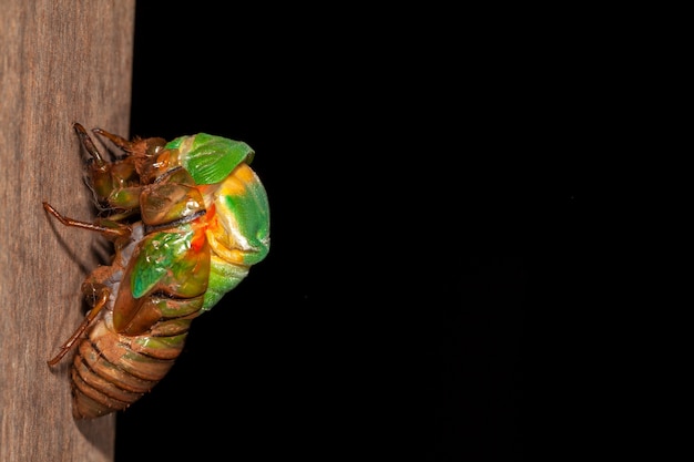 Photo cicada molting exuviae emerging