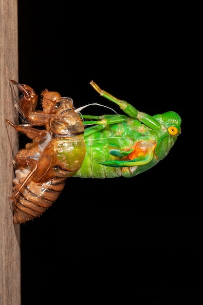 Photo cicada molting exuviae emerging