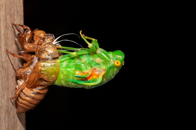 Photo cicada molting exuviae emerging