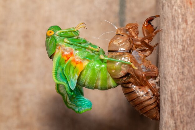 Cicada molting exuviae emerging