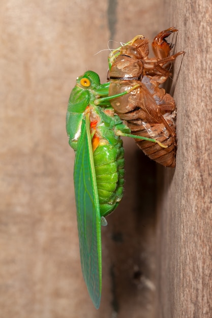 Cicada molting exuviae emerging