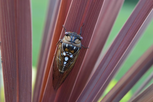 Foto cicada su pianta rossa