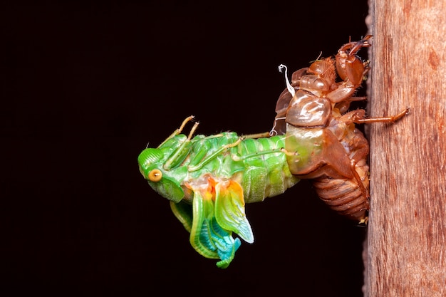 Cicada ruiende exuviae in opkomst