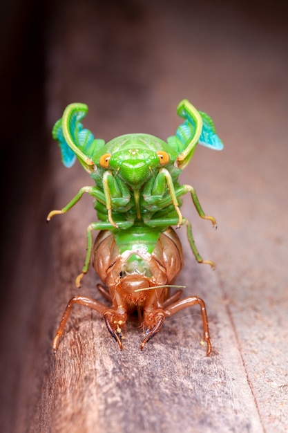 Cicada ruiende exuviae in opkomst