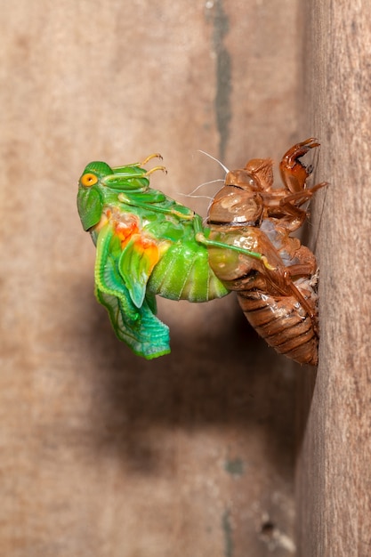 Cicada ruiende exuviae in opkomst