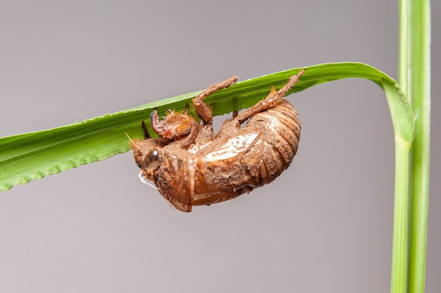 Photo cicada shell on green plant stem isolated on gray background