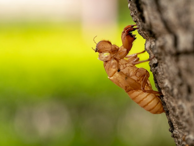 Cicada slough