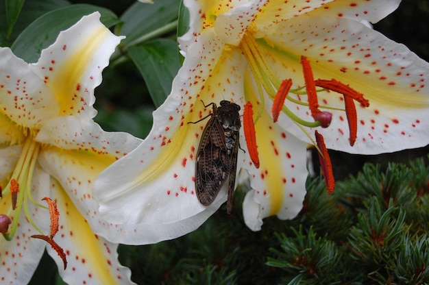 Photo cicada on white lily