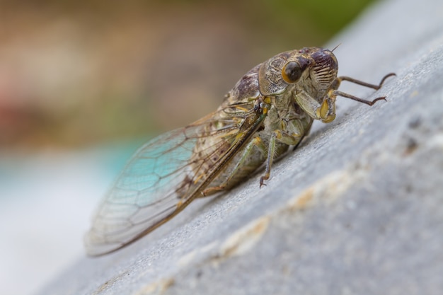 Cicadas in the ground