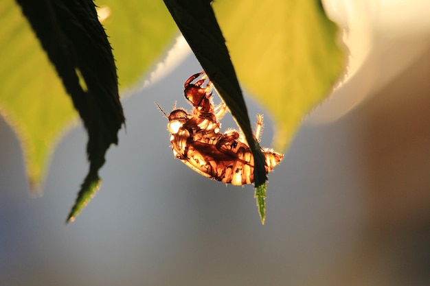 Foto cicade in juli