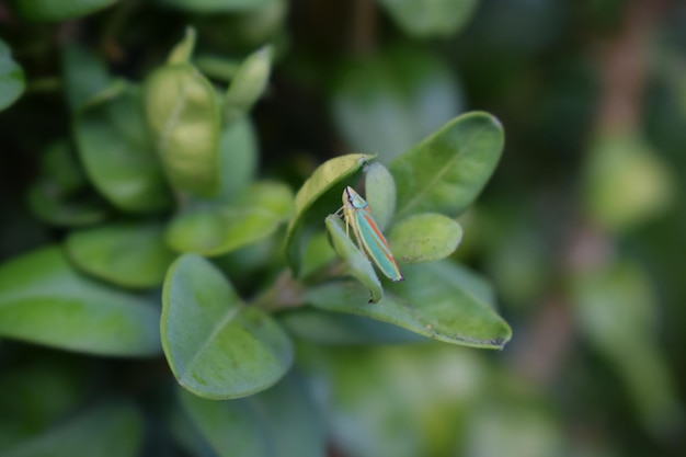 ヨコバイの緑の生物学は夏の背景に腰掛け