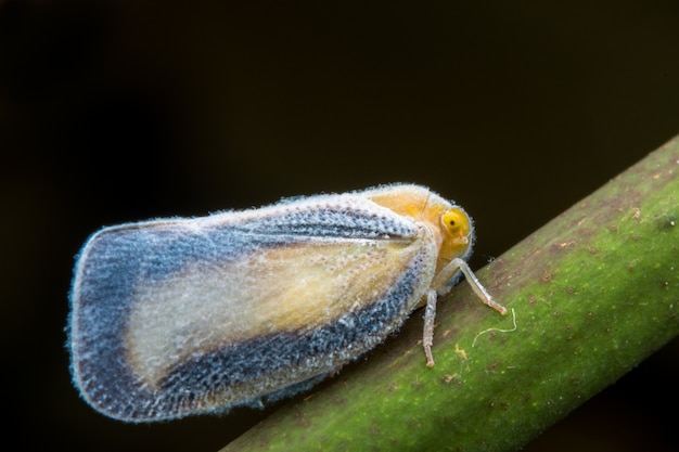 Cicadellidae - снайперы-меткоходы marco