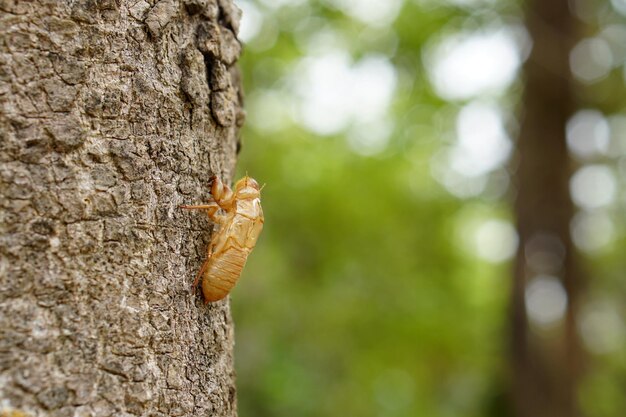 Cicades pellen op de bast van de boom