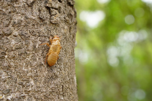 Cicades pellen op de bast van de boom