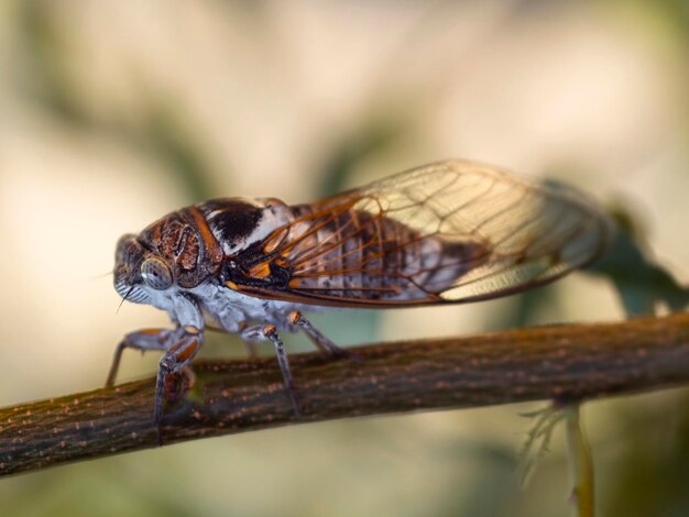 Cicadidae Cicada closeup on a tree branch