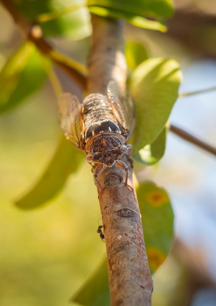 Cicadidae Cicada closeup on a tree branch