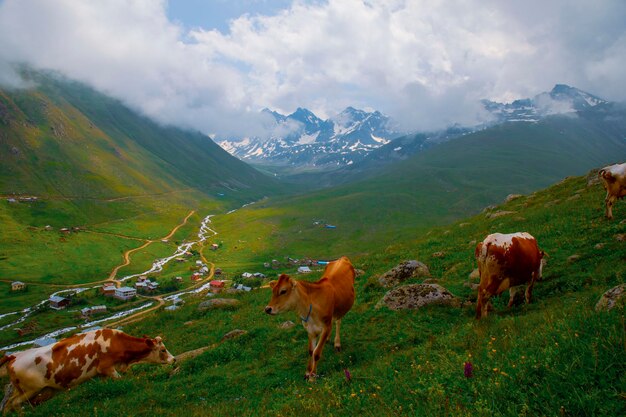 Photo cicekli plateau in camlihemsin district of rize province