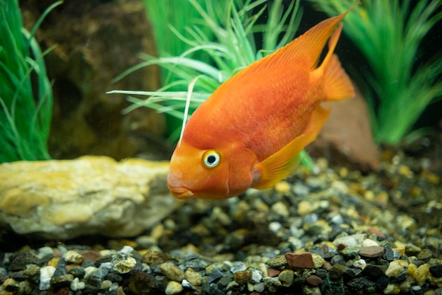 Cichlasoma rode papegaaivissen in aquarium Leuke oranje vissen die dicht omhoog zwemmen