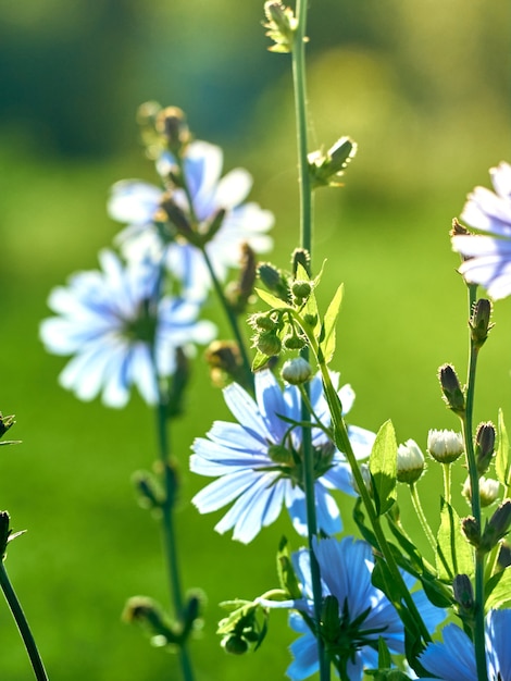 Cichorei bloemen op de weide.