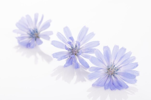 Cichorium intybus common chicory flowers isolated on the white background