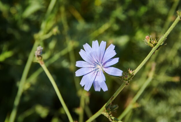 Cichorium intybus